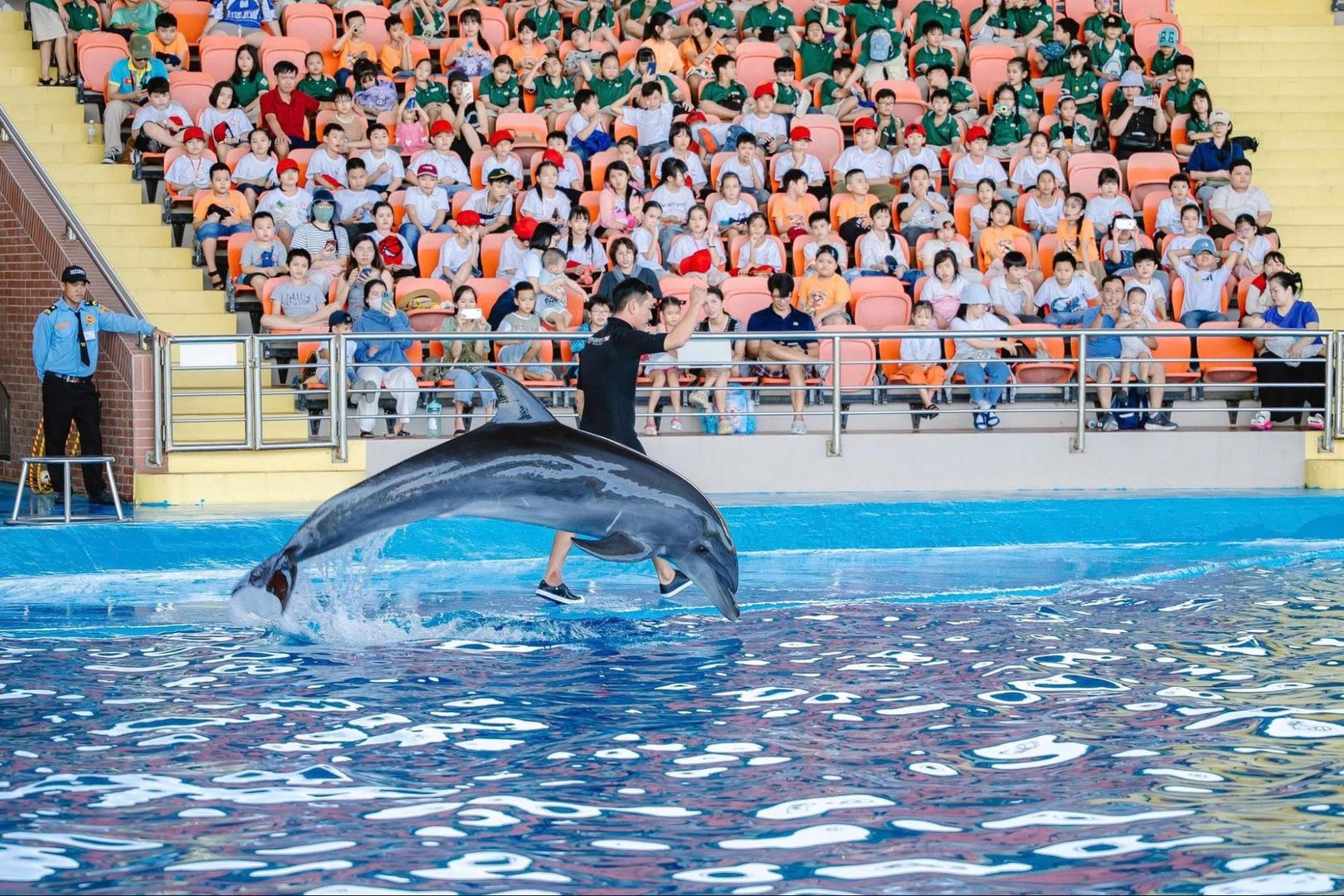 show cá heo Đà Nẵng